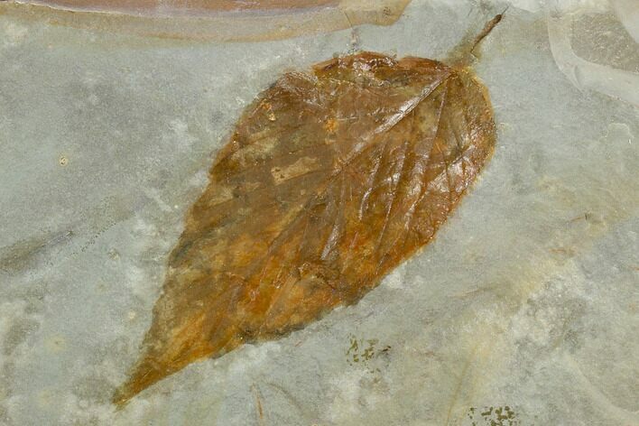 Fossil Hackberry (Celtis) Leaf - Montana #120785